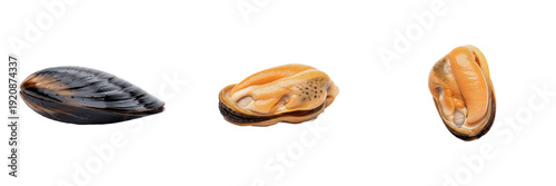 Fotografija Mussel isolated on white background, Mytilidae, marine mussel, underwater bivalv