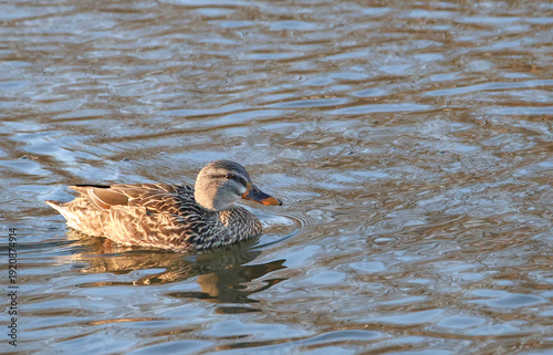 A  female Mallard Duck  swimming in a lake