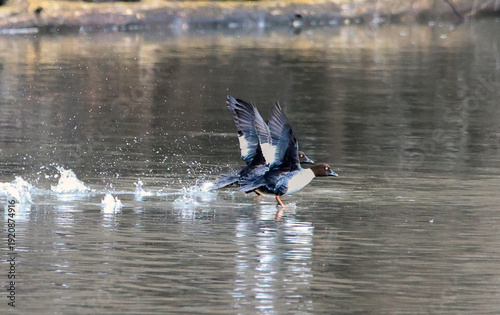 Golden eye ducks  taking off and splashing water