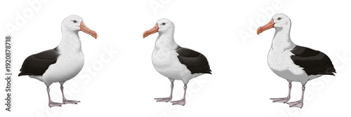 Foto Albatross isolated on white background, Diomedeidae, marine albatross, seabird p