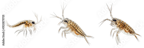 Photography Copepod isolated on white background, Copepoda, marine copepod, planktonic crust