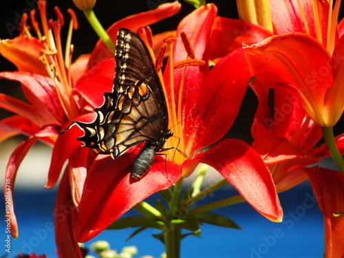 butterfly on flower