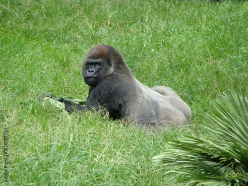 gorilla in the grass