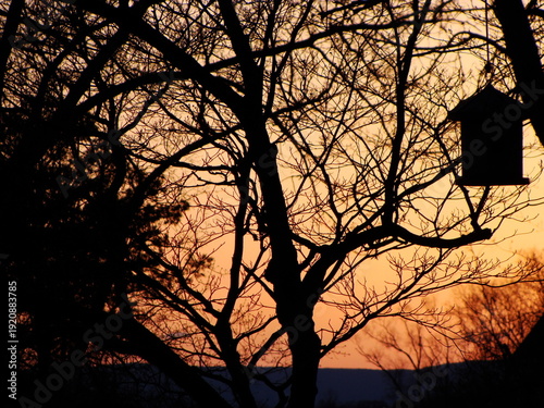 silhouette of a tree at sunset with a birdhouse