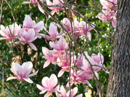 pink magnolia flowers
