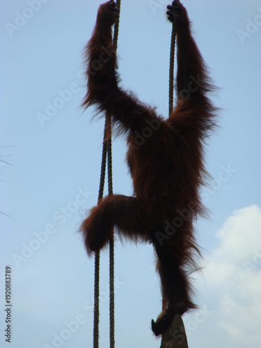 Oragutun on ropes