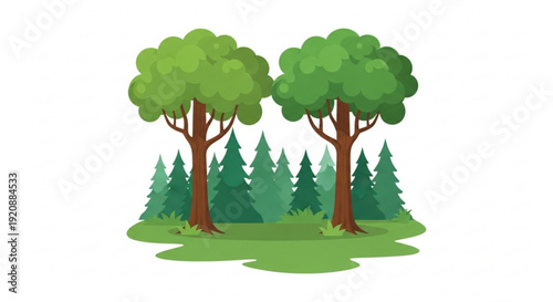 Two large green trees stand in a forest clearing with evergreen trees in the background on a sunny day