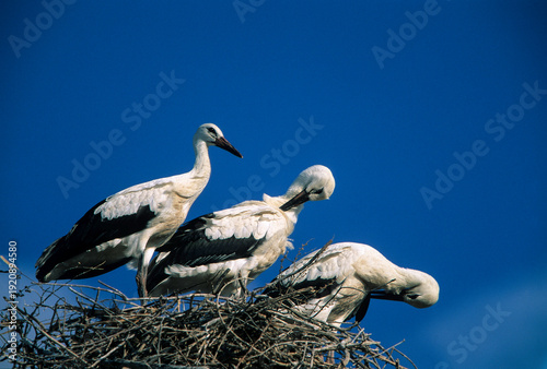 white storks in nest Sardinia, Italy