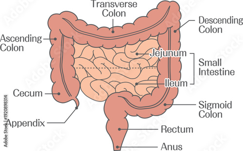 Large and Small Intestine Anatomy Diagram with Jejunum and Ileum