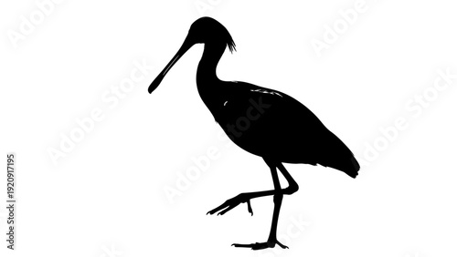 Silhouette of a Stork