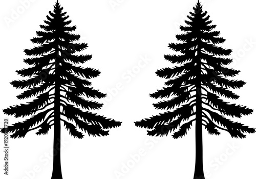 Evergreen pine tree silhouettes illustration, symmetrical forest conifer vector artwork in black and white for winter landscape, nature branding, ecology design projects