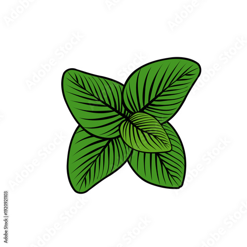 fresh spinach leaves, top view vector illustration