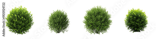 Set and collection of green garden bushes, round boxwood shrubs and decorative landscape plants for outdoor gardening and park environment design, isolated on white transparent PNG background