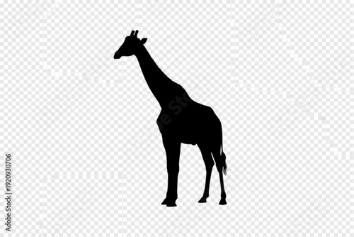 Giraffe Silhouette: A stark silhouette of a giraffe gracefully stands against a minimalist background, showcasing the animal's iconic features and commanding presence.