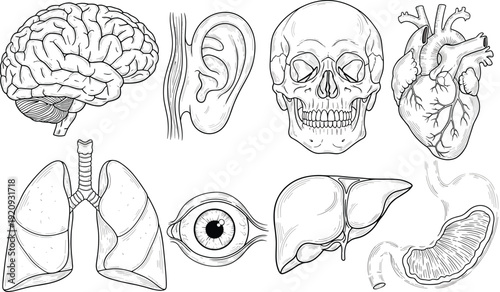 Hand Drawn Human Anatomy Vector Set Featuring Realistic Brain Heart Lungs Skull Eye Ear Liver and Stomach for Medical Education
