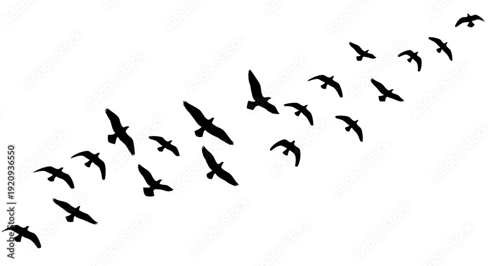 Fototapeta premium Silhouette of a Flock of Birds Flying in Formation Against a White Background