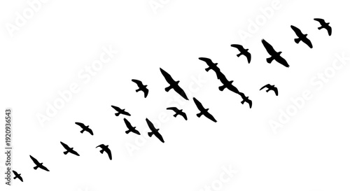 Silhouette of a Flock of Birds Flying in Formation Against a White Background