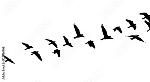 Silhouette Flock of Birds Flying in Formation Across a White Background