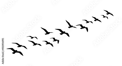 Flock of Seagulls Flying in Formation Against a White Background
