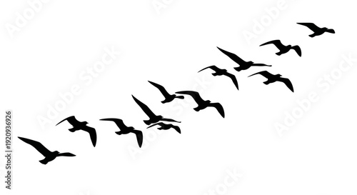 Silhouette of a Flock of Seagulls Flying in Formation Across a White Background