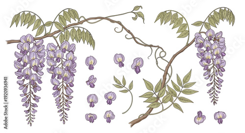 Botanical illustration of delicate purple wisteria flowers and leaves, vector art