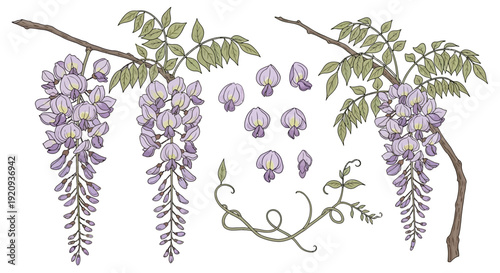 Delicate Wisteria Flowers and Branches, Isolated Vector Illustration Collection