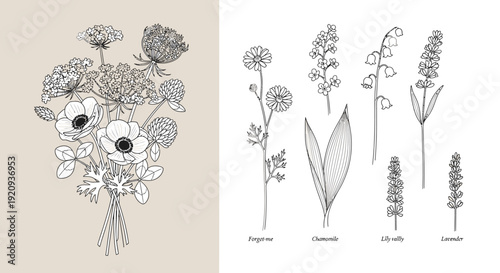 Elegant Botanical Art Collection: Wildflowers, Forget-Me-Nots, Chamomile, Lily of the Valley