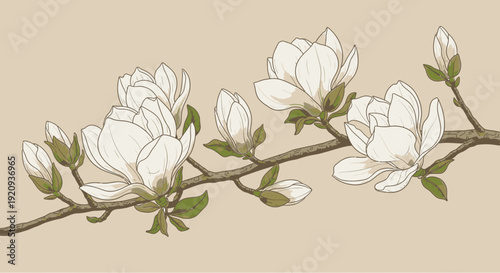 Elegant White Magnolia Branch Vector Illustration with Buds and Leaves on Beige Background