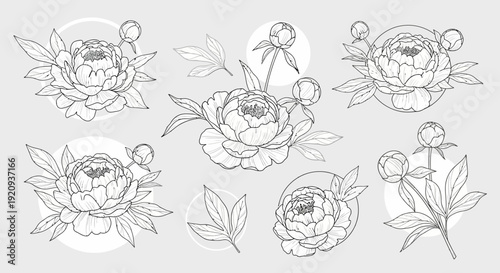 Elegant Peony Floral Art Vector Set: Hand-Drawn Botanical Illustrations