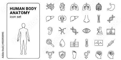 Human Body Anatomy Thin Line Icons-Anatomy Organs Body Parts Physiological Systems Medical-Editable Stroke Vector Icon Set - Body Icons