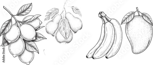 Hand Drawn Vintage Fruit Vector Set Featuring Lemons Pears Bananas and Mango Isolated on Black Background for Organic Food Graphic Design