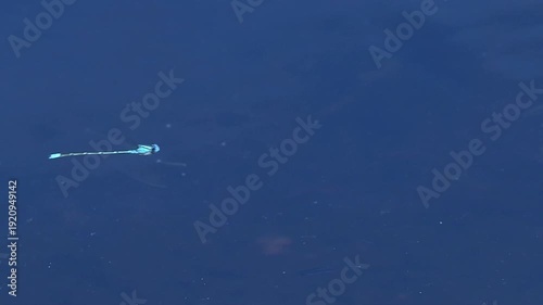 Blue Damselfly hovering above the lake at Mount Coot-tha in Brisbane, Queensland.