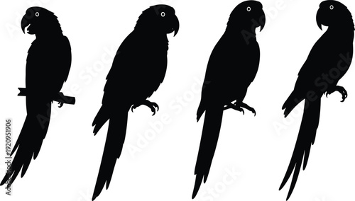 Collection of four parrot and macaw silhouettes perched in various poses isolated on white background for cad drawing flat vector illustration