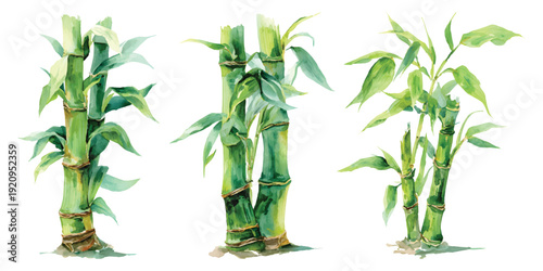 Watercolor set of lush green clumps of growing bamboo stalks plants with leaves and segmented stems, isolated on transparent background