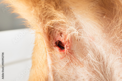 Photos Dog with puncture wound on belly