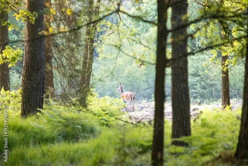 Fototapeta Piękna Łania w lesie, samica jelenia