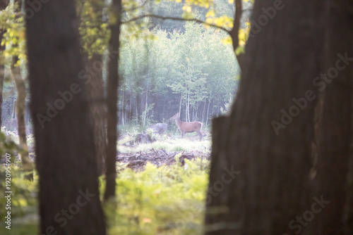 Piękna Łania w lesie, samica jelenia