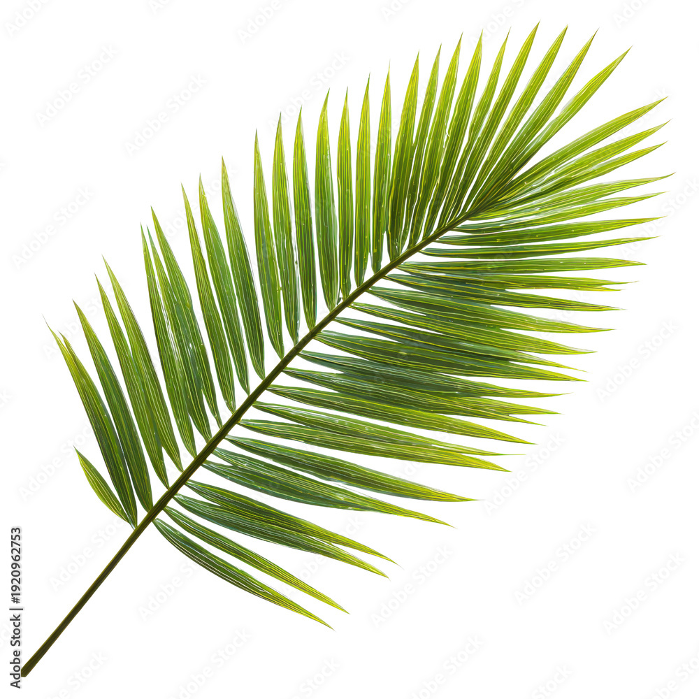 Obraz premium Green Palm Frond with Detailed Veins Isolated on Black Background leaf tropical, Isolated On White, Png Transparent, Cut Out
