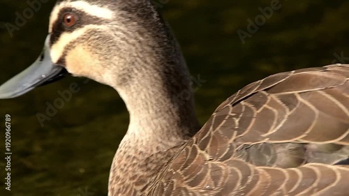 Pacific Black Duck Preening in the lake at Mount Coot-tha Botanical Gardens in Brisbane, Queensland.