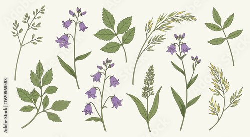 Vector Set of Wildflowers and Grasses in Bloom, Delicate Botanical Illustrations
