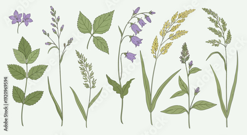 Collection of Wildflowers and Grasses Vector Illustrations on a Light Background