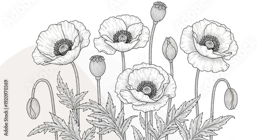 Delicate Poppy Flowers and Seed Pods Art Illustration in Black and White