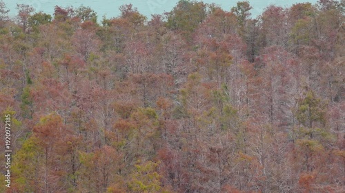 Wallpaper Mural Bald cypress trees in the Wetland, Tanzhou, Zhongshan City Torontodigital.ca