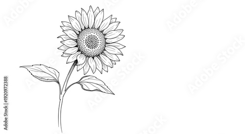 Single sunflower line art drawing with stem and leaves