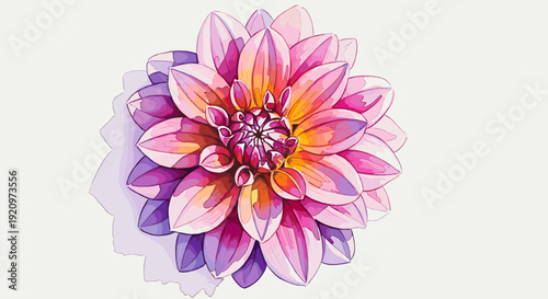 Vibrant pink dahlia flower watercolor illustration on white