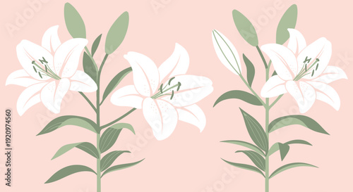 Elegant white lily floral vector illustration on a soft pink background, perfect for spring and nature-themed designs