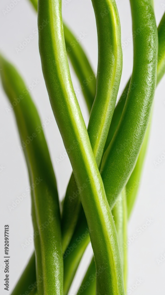 Fototapeta premium Close up of twisted green vegetable stems against a light background
