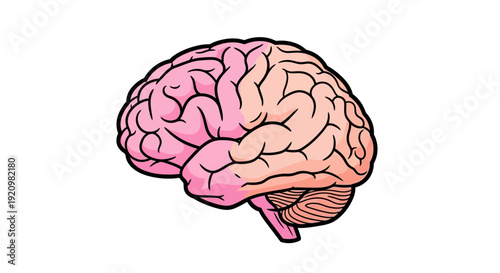 Anatomical illustration of the human brain, highlighting its intricate structure and biological complexity
