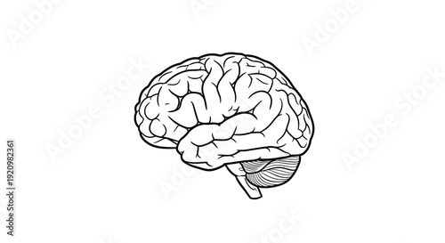 A monochrome outline illustration of a human brain, showcasing its intricate structure and cerebral cortex in a simple, clean artistic representation on a white background