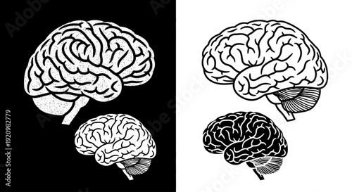 Two detailed illustrations of the human brain on a split black and white background, representing contrast and duality